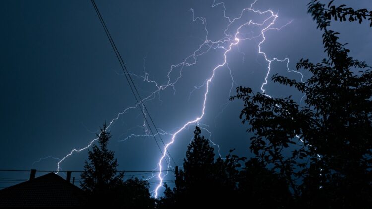 Panama's immortal tree - survives lightning, kills rivals and grows stronger after every storm