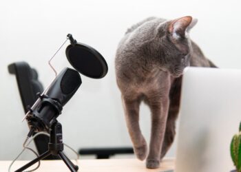 Confirmed - artificial intelligence can now translate what your cat says with 95% accuracy