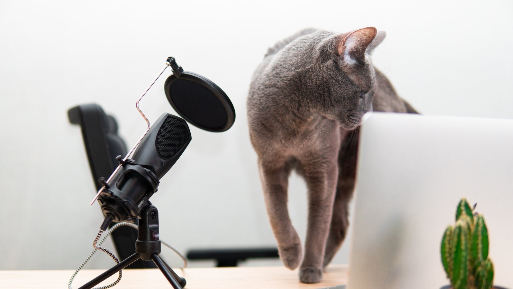 Confirmed - artificial intelligence can now translate what your cat says with 95% accuracy
