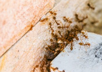 Small but deadly - the Asian ant is spreading across the United States and its sting may be more dangerous than you think - You can hardly see it, but the Asian needle ant can end your life