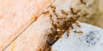 Small but deadly - the Asian ant is spreading across the United States and its sting may be more dangerous than you think - You can hardly see it, but the Asian needle ant can end your life