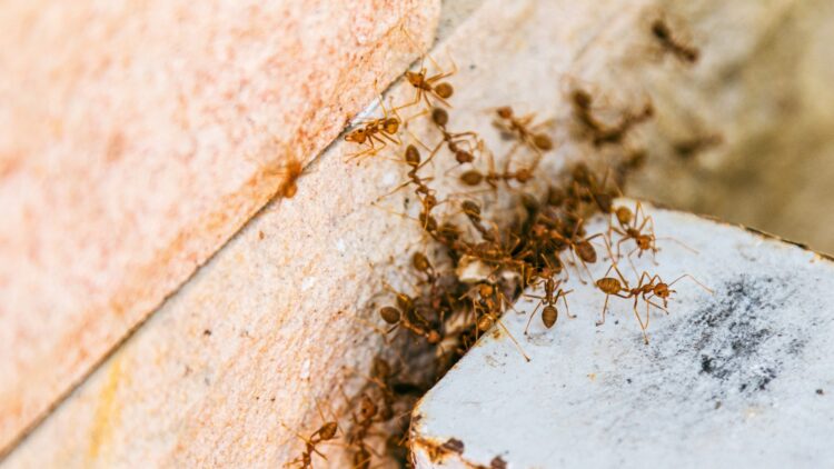 Small but deadly - the Asian ant is spreading across the United States and its sting may be more dangerous than you think - You can hardly see it, but the Asian needle ant can end your life