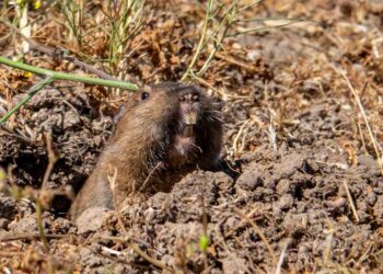 De Winton's golden mole was not extinct and reappears after 86 years thanks to environmental DNA in South Africa