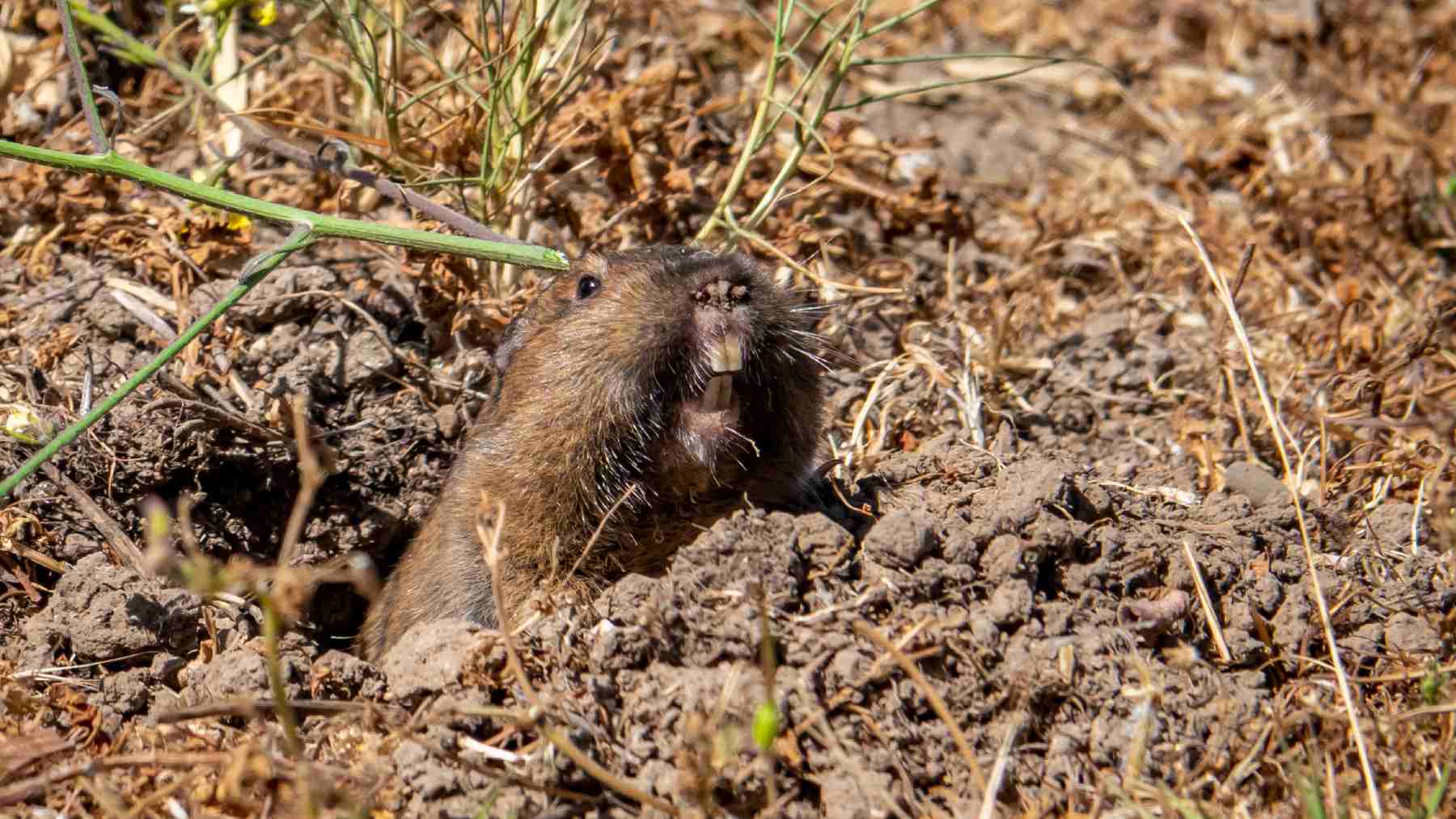 De Winton's golden mole was not extinct and reappears after 86 years thanks to environmental DNA in South Africa