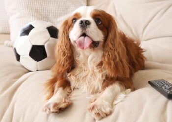 if your dog always sticks out his tongue, here's what you need to know as soon as possible