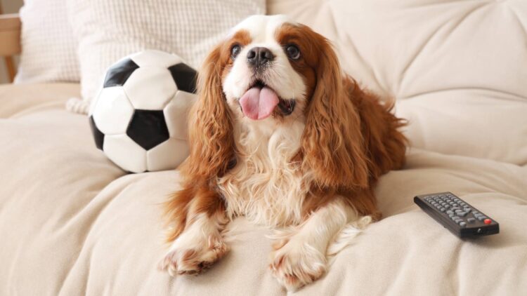 if your dog always sticks out his tongue, here's what you need to know as soon as possible