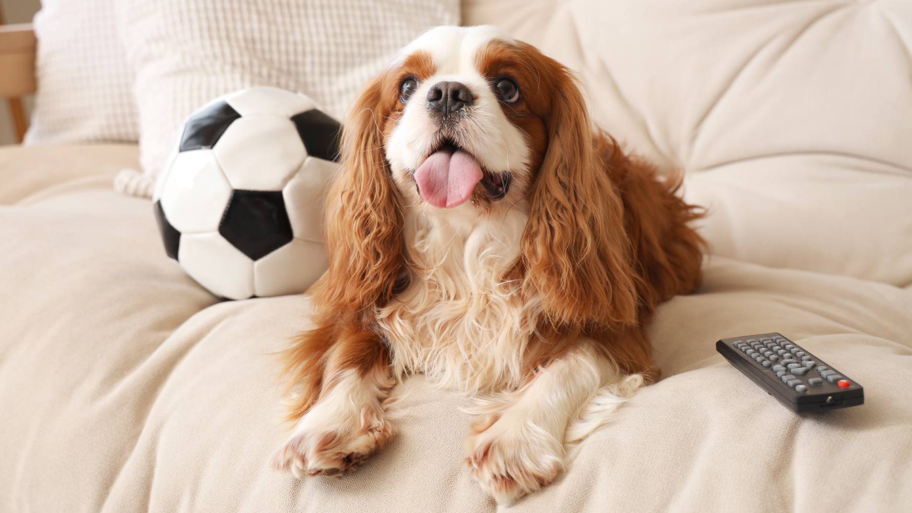 if your dog always sticks out his tongue, here's what you need to know as soon as possible