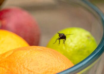 Goodbye to flies in the kitchen - this common ingredient repels insects and leaves your house smelling amazing
