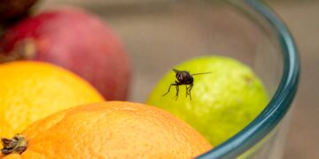 Goodbye to flies in the kitchen - this common ingredient repels insects and leaves your house smelling amazing