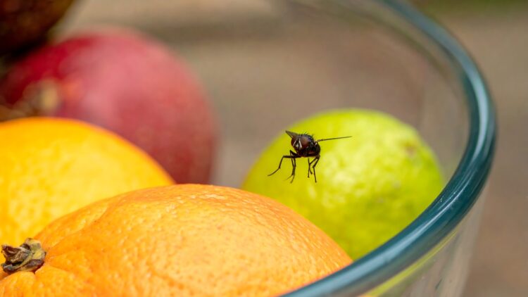 Goodbye to flies in the kitchen - this common ingredient repels insects and leaves your house smelling amazing