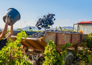 Goodbye to pension - retiree loses a whole year's pension in Italy for working just one day in the grape harvest and earning $94