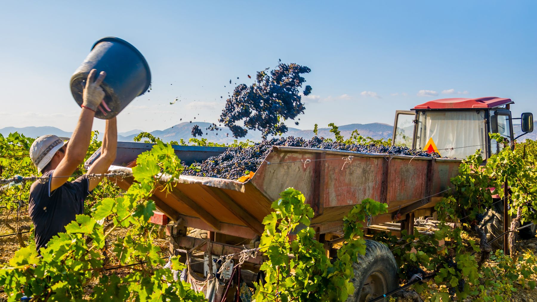 Goodbye to pension - retiree loses a whole year's pension in Italy for working just one day in the grape harvest and earning $94
