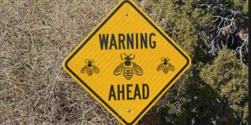 dangerous Africanized honeybees spread across 13 U.S. states and this is how they affect you