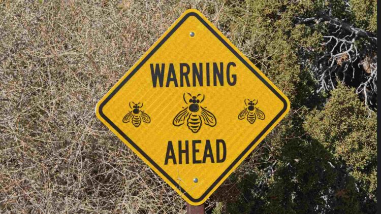 dangerous Africanized honeybees spread across 13 U.S. states and this is how they affect you