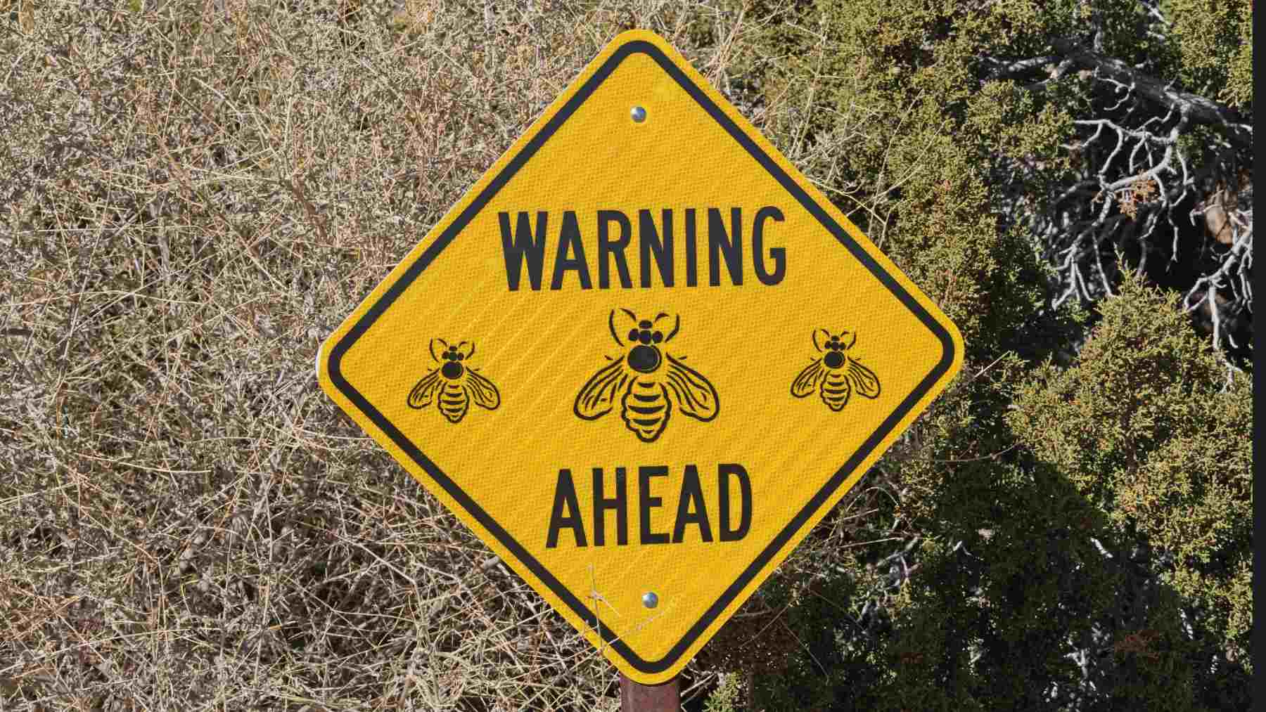 dangerous Africanized honeybees spread across 13 U.S. states and this is how they affect you
