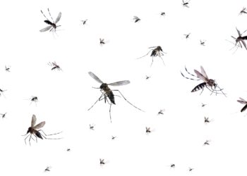 this trick with toilet paper and toothpaste repels all mosquitoes from the house