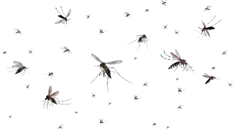 this trick with toilet paper and toothpaste repels all mosquitoes from the house