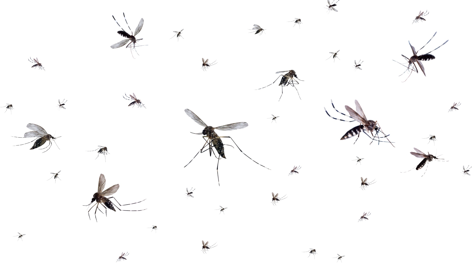 this trick with toilet paper and toothpaste repels all mosquitoes from the house