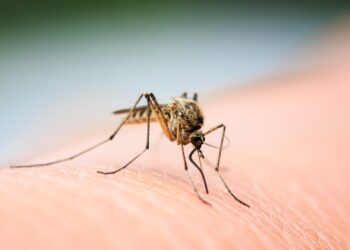 No creams or sprays - the color of your clothes can attract mosquitoes and here's why