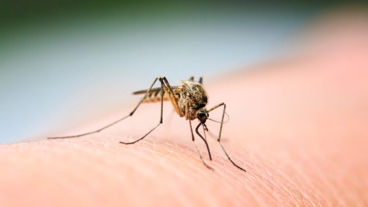 No creams or sprays - the color of your clothes can attract mosquitoes and here's why