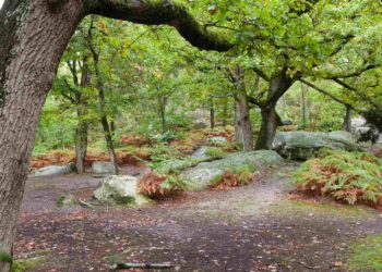 a hiker finds a sealed military trunk in the forest of Fontainebleau and the Guardia Civil detains its contents for security reasons