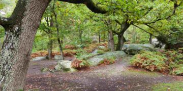 a hiker finds a sealed military trunk in the forest of Fontainebleau and the Guardia Civil detains its contents for security reasons