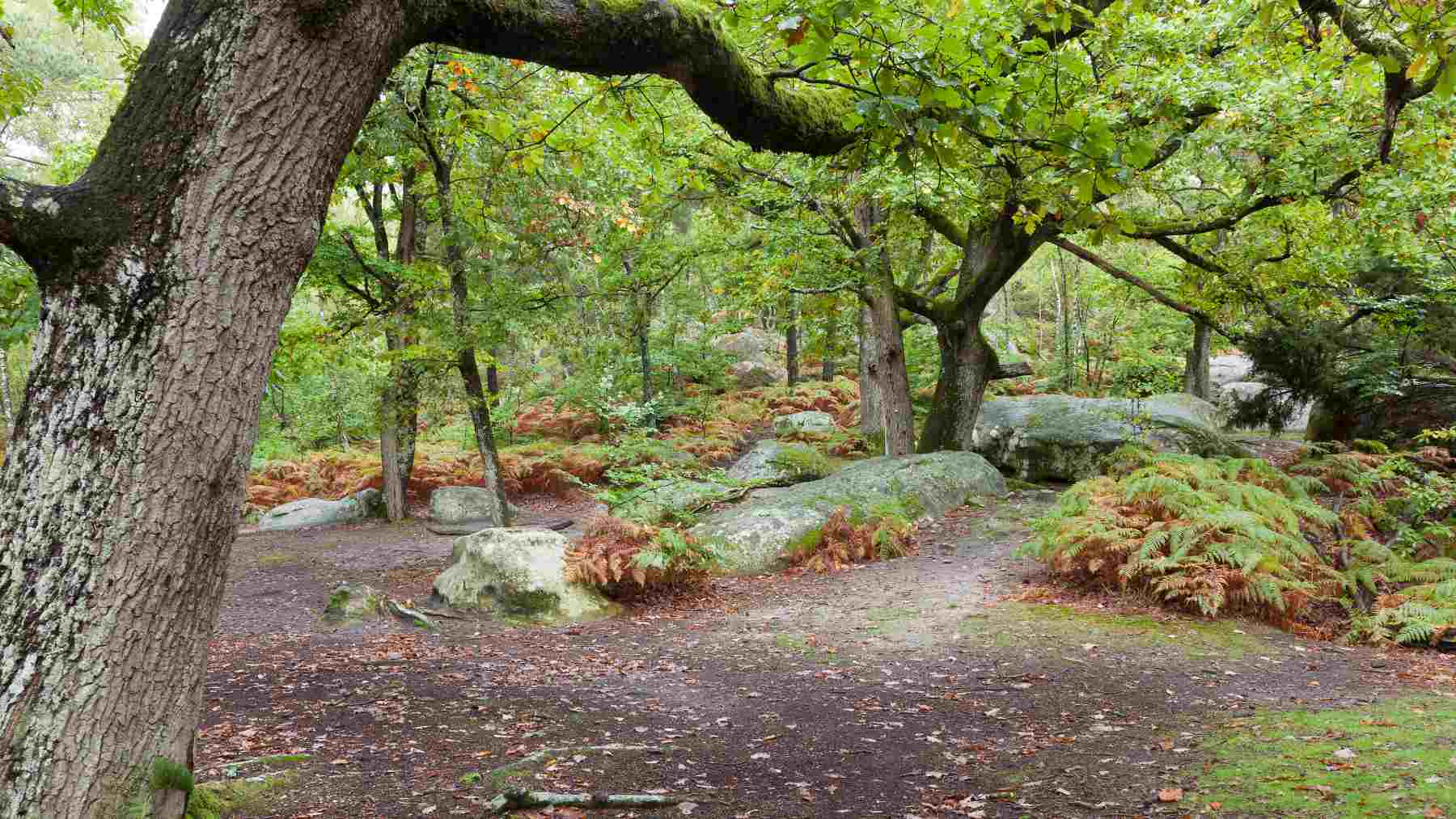 a hiker finds a sealed military trunk in the forest of Fontainebleau and the Guardia Civil detains its contents for security reasons