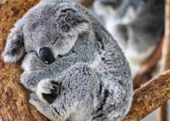 Neither the cat nor the dog - this animal spends most of its life asleep and the reason is in its diet