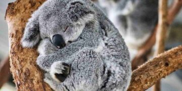 Neither the cat nor the dog - this animal spends most of its life asleep and the reason is in its diet