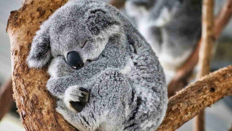 Neither the cat nor the dog - this animal spends most of its life asleep and the reason is in its diet