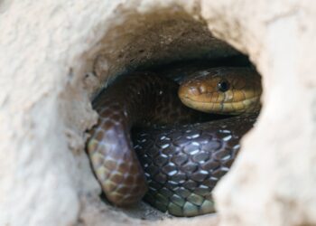 Bad news if you have a hole like this in your backyard - it could mean a snake lives there