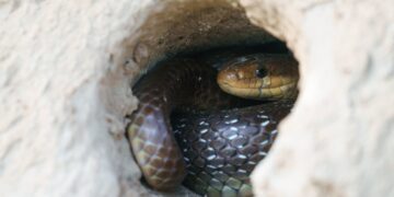 Bad news if you have a hole like this in your backyard - it could mean a snake lives there