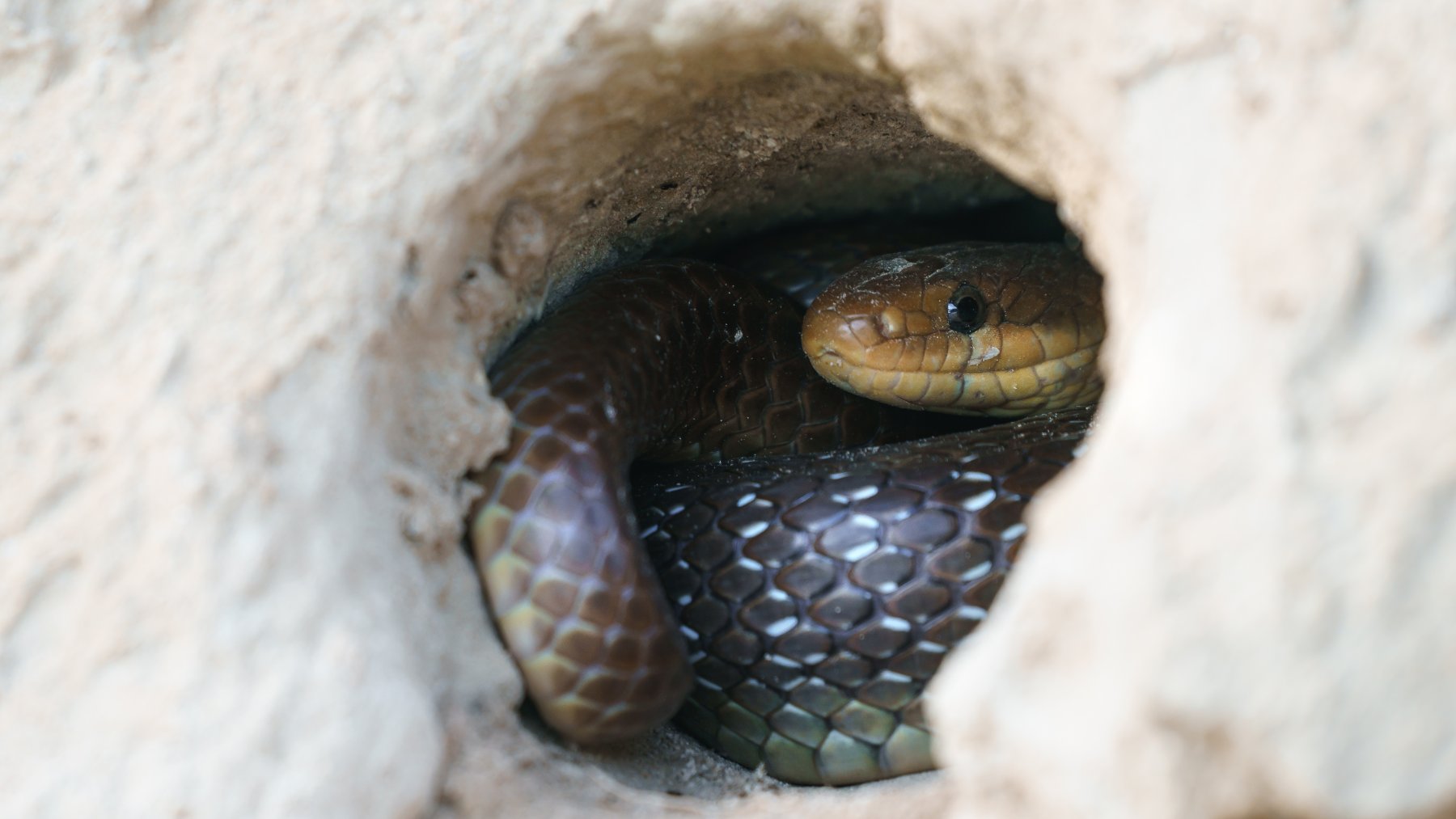 Bad news if you have a hole like this in your backyard - it could mean a snake lives there