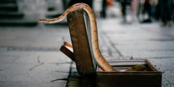 he tried to put 16 live snakes in his suitcase from Thailand to India and got caught at the airport