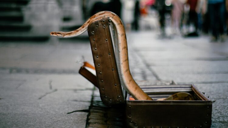 he tried to put 16 live snakes in his suitcase from Thailand to India and got caught at the airport