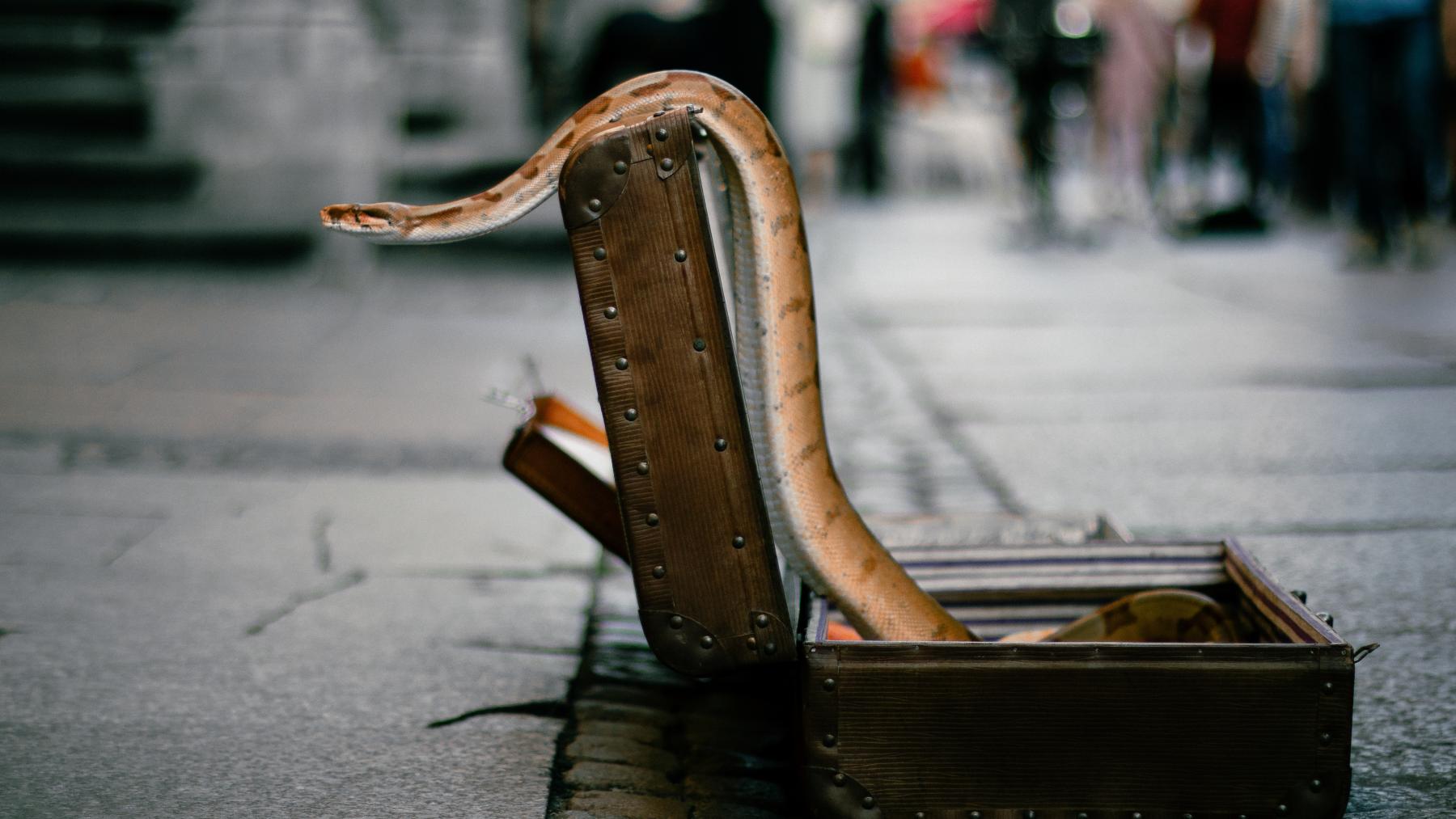 he tried to put 16 live snakes in his suitcase from Thailand to India and got caught at the airport