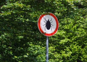 This is the real reason why ticks go straight for you