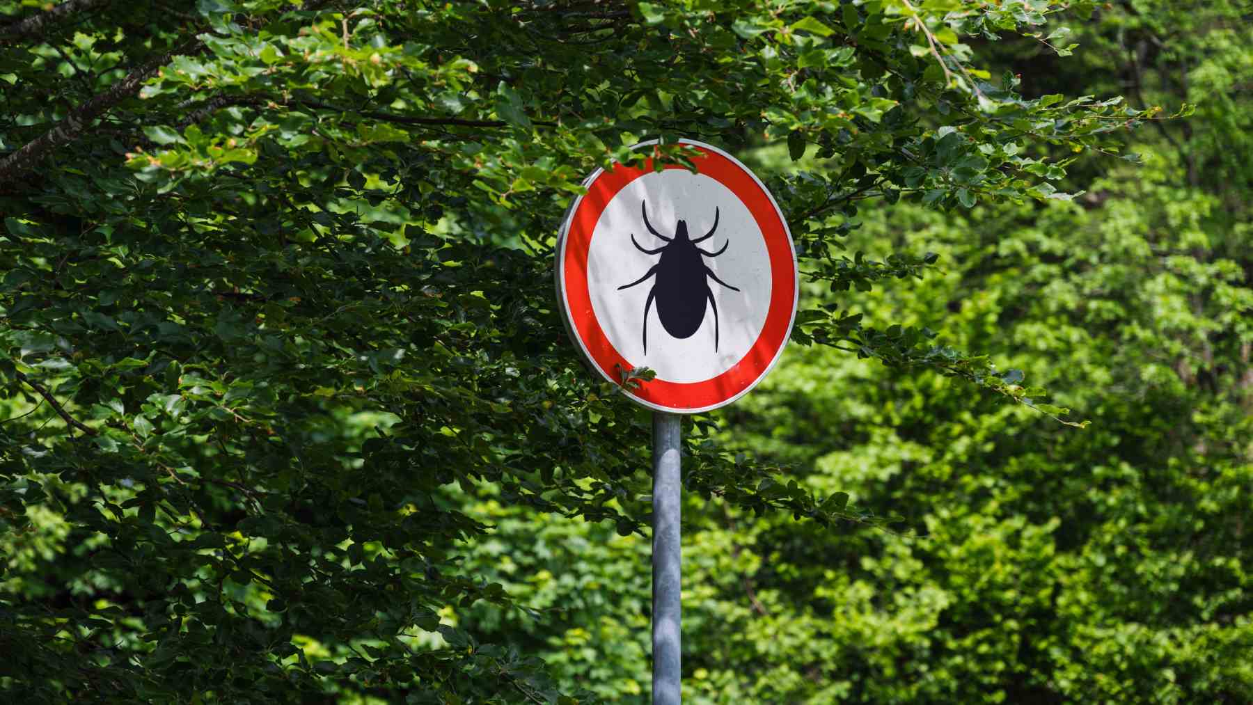 This is the real reason why ticks go straight for you