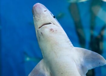 Neither storms nor humans - this is the unexpected duo that has forced great white sharks to flee their home waters