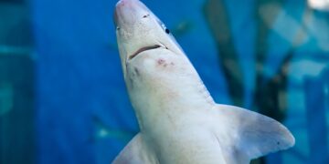 Neither storms nor humans - this is the unexpected duo that has forced great white sharks to flee their home waters