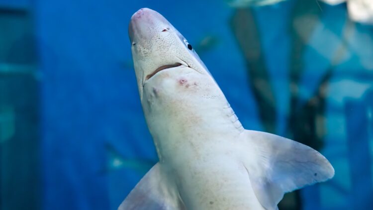 Neither storms nor humans - this is the unexpected duo that has forced great white sharks to flee their home waters