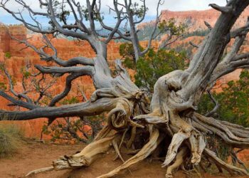 Neither the pyramids nor Rome - this California tree was born a thousand years before the pyramids of Egypt - its history will surprise you