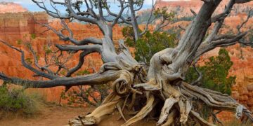 Neither the pyramids nor Rome - this California tree was born a thousand years before the pyramids of Egypt - its history will surprise you