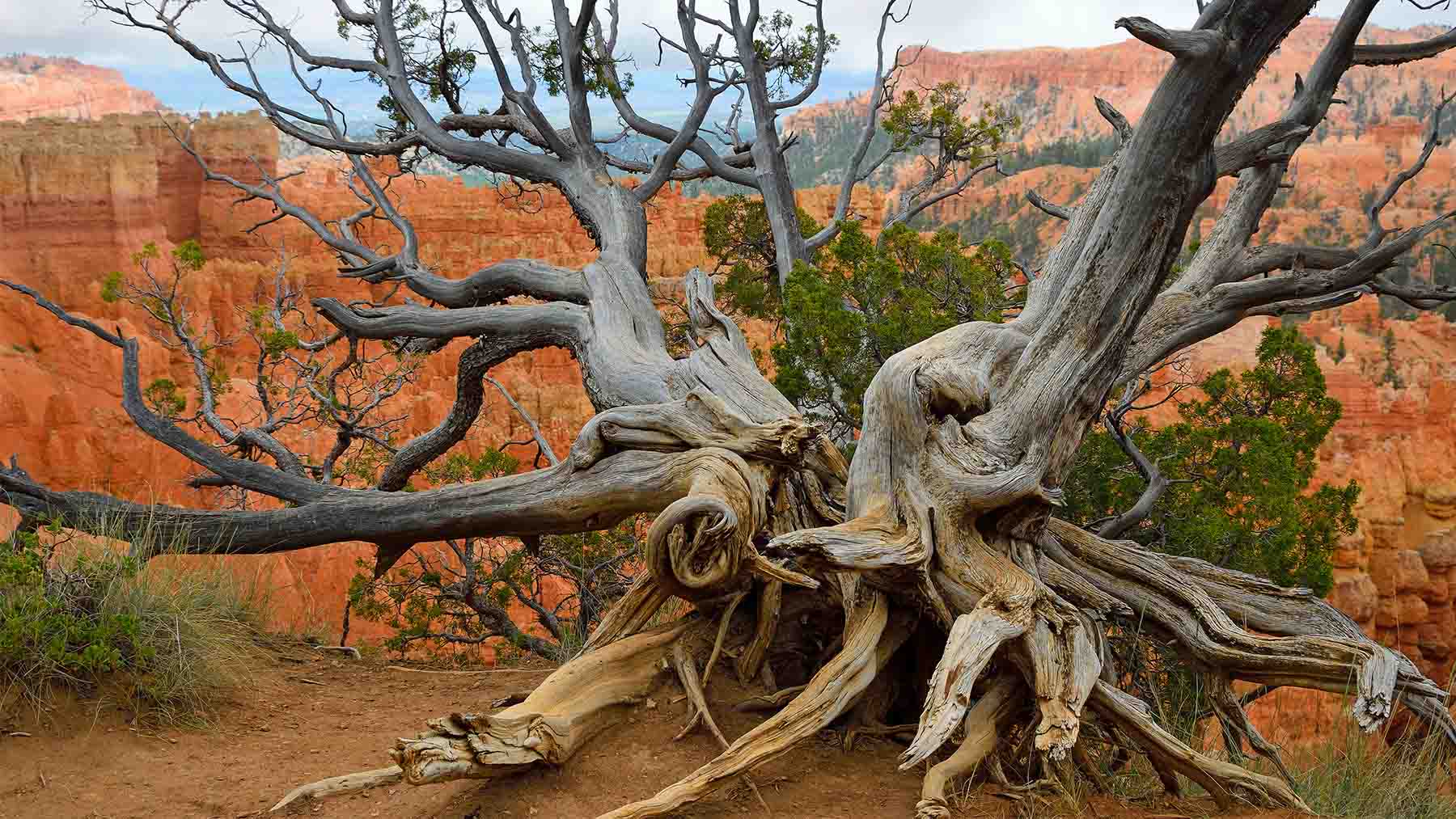 Neither the pyramids nor Rome - this California tree was born a thousand years before the pyramids of Egypt - its history will surprise you