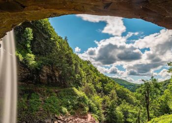 The world's oldest forest discovered in New York—385-million-year-old fossils reveal the secrets of life on Earth before the dinosaurs