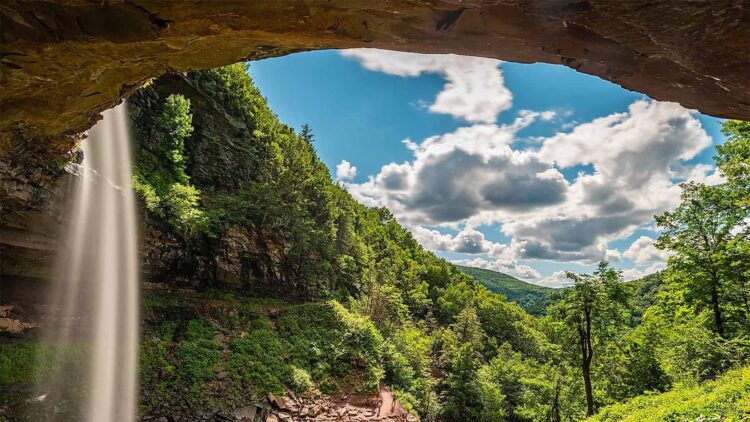 The world's oldest forest discovered in New York—385-million-year-old fossils reveal the secrets of life on Earth before the dinosaurs
