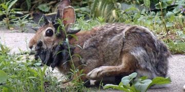 Rabbits in Colorado have tentacle-like growths caused by a virus—there is still no cure, and it is spreading among rabbits