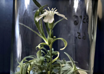 Russian scientists revive a 32,000-year-old extinct plant thanks to Siberian permafrost and a find inside an arctic squirrel burrow