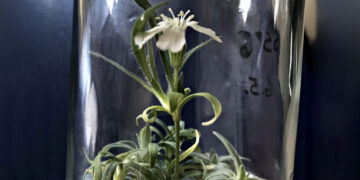 Russian scientists revive a 32,000-year-old extinct plant thanks to Siberian permafrost and a find inside an arctic squirrel burrow