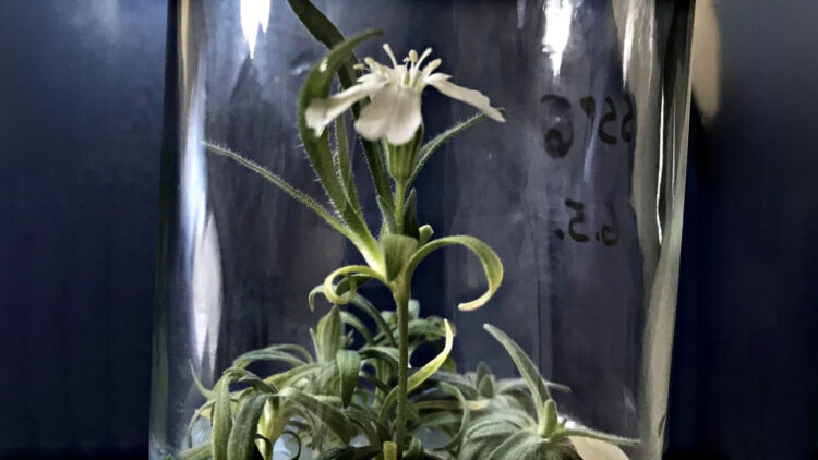 Russian scientists revive a 32,000-year-old extinct plant thanks to Siberian permafrost and a find inside an arctic squirrel burrow